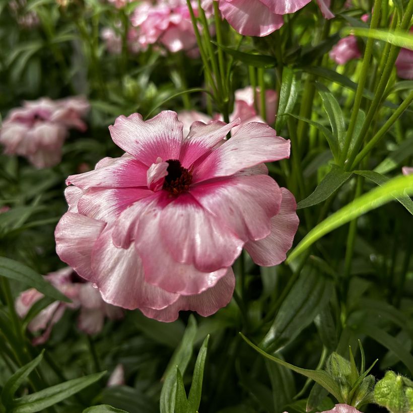 Ranunculus asiaticus Butterfly Lycia® - Persian buttercup (Flowering)