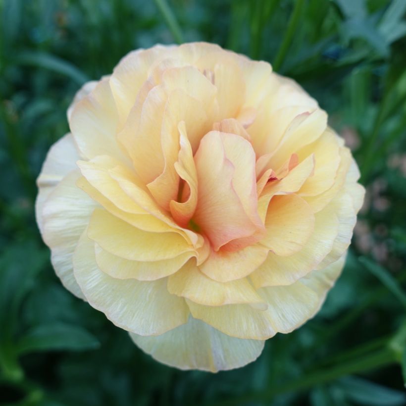 Ranunculus asiaticus Butterfly Vestalis® - Persian buttercup (Flowering)