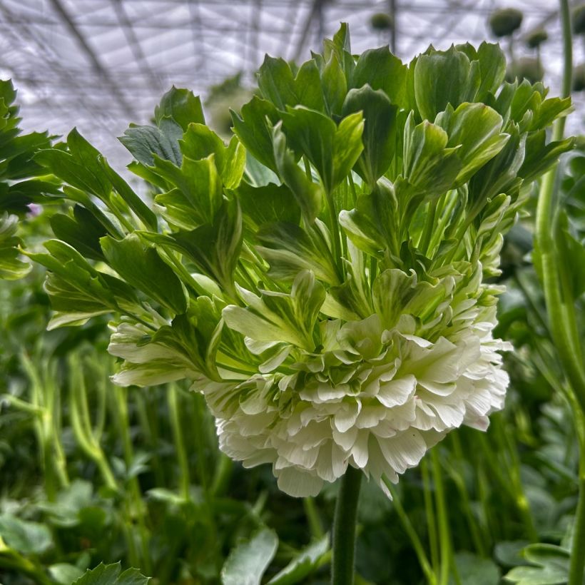 Ranunculus asiaticus Crown Giverny® - Persian buttercup (Flowering)