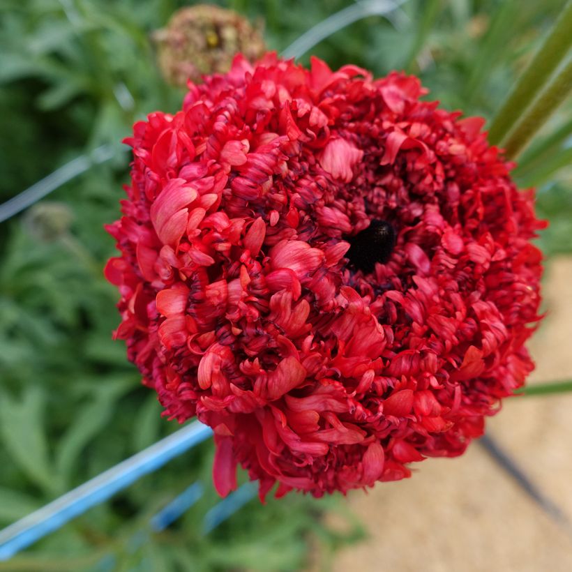 Ranunculus asiaticus Poodle Chaouen II®  - Persian Buttercup (Flowering)