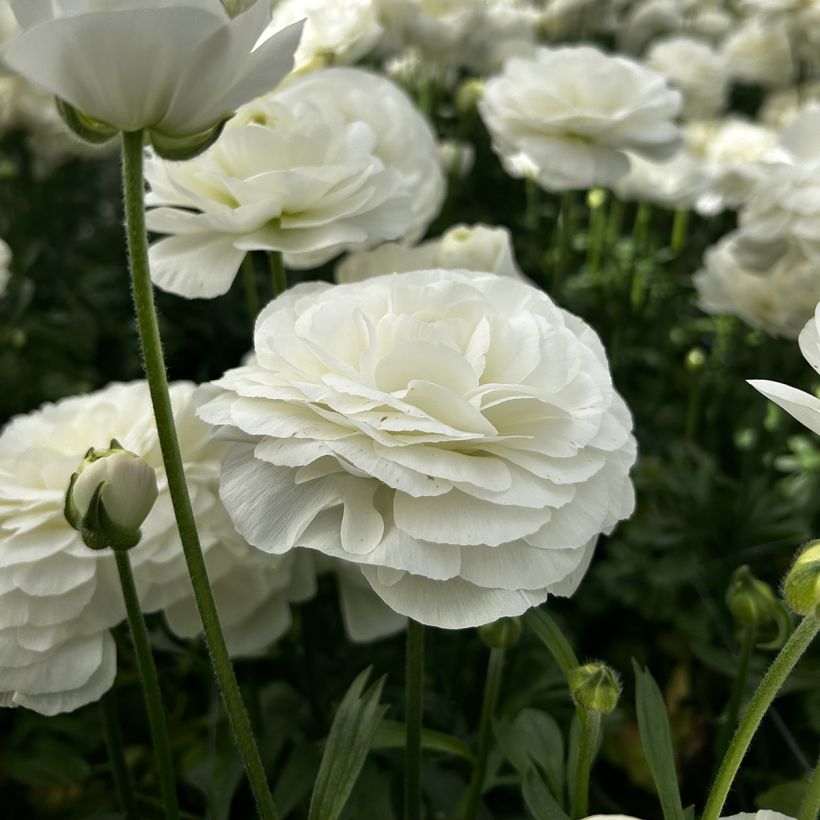 Ranunculus asiaticus Romance Courchevel® - Persian buttercup (Flowering)