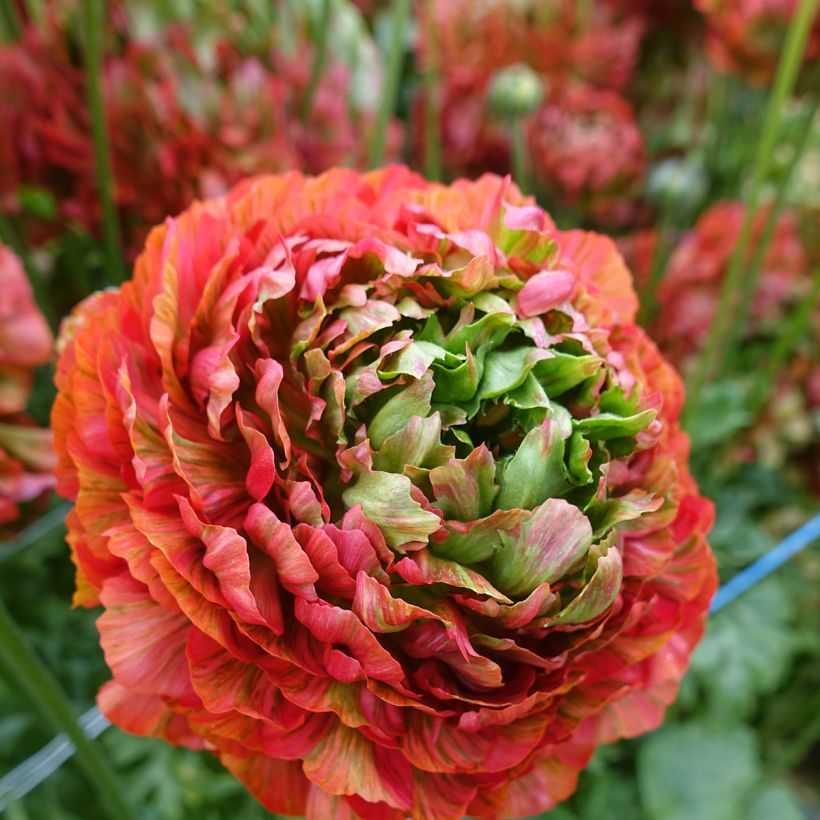 Ranunculus asiaticus Crown Bastille® - Persian buttercup (Flowering)