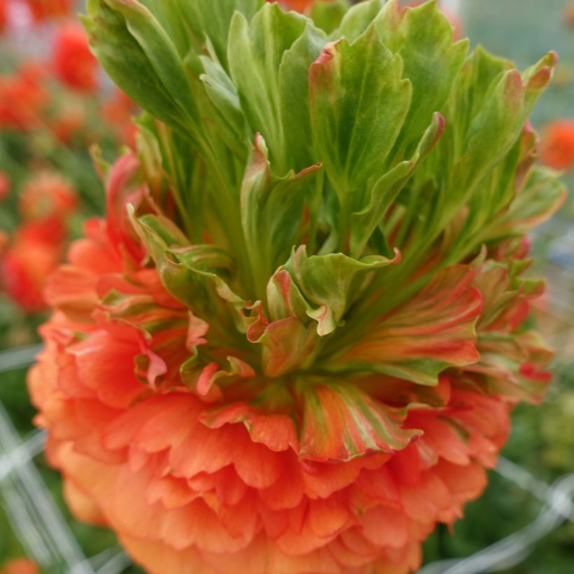 Ranunculus asiaticus Crown Nervion® - Persian buttercup (Flowering)