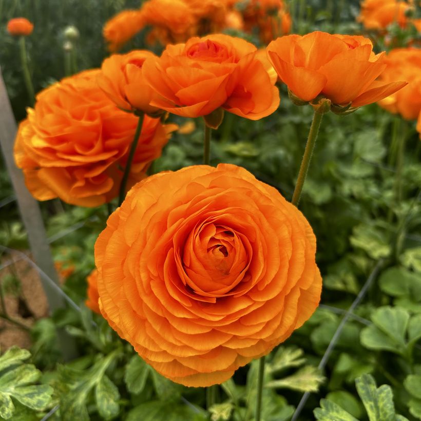 Ranunculus asiaticus Romance Digne® - Persian buttercup (Flowering)