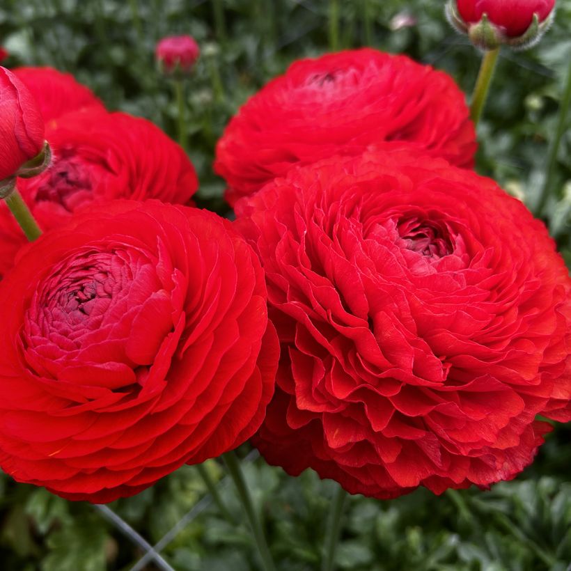 Ranunculus asiaticus Romance Get Lucky® - Persian buttercup (Flowering)