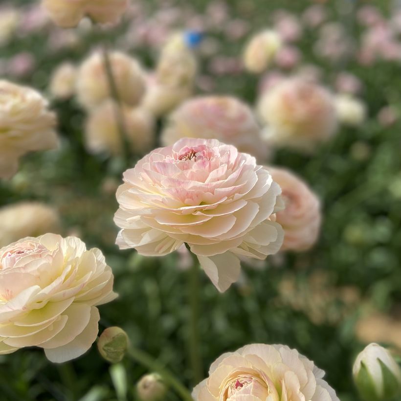 Ranunculus asiaticus Romance Maritime® - Persian buttercup (Flowering)