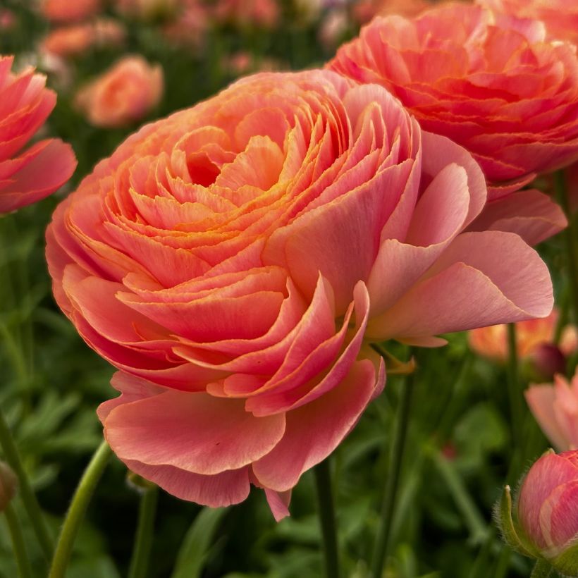 Ranunculus asiaticus Romance Nohant® - Persian buttercup (Flowering)