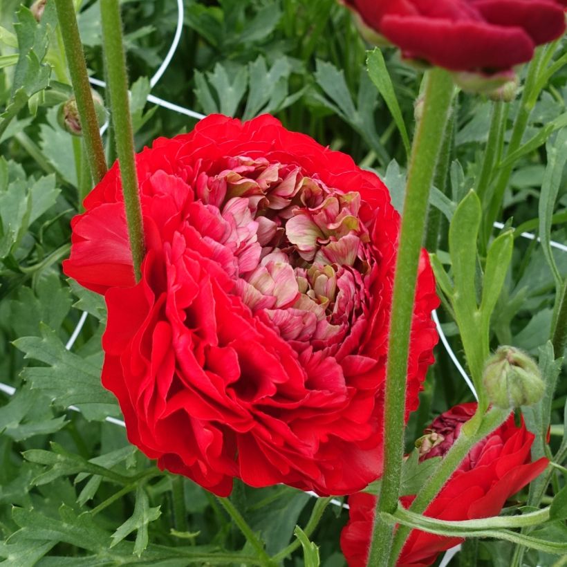 Ranunculus asiaticus Romance Odon® - Persian buttercup (Flowering)