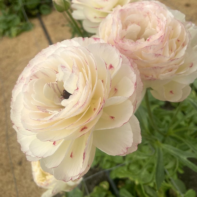 Ranunculus asiaticus Romance Orleans® - Persian buttercup (Flowering)