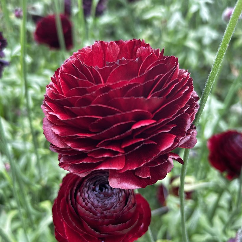 Ranunculus asiaticus Romance Perigord® - Persian buttercup (Flowering)