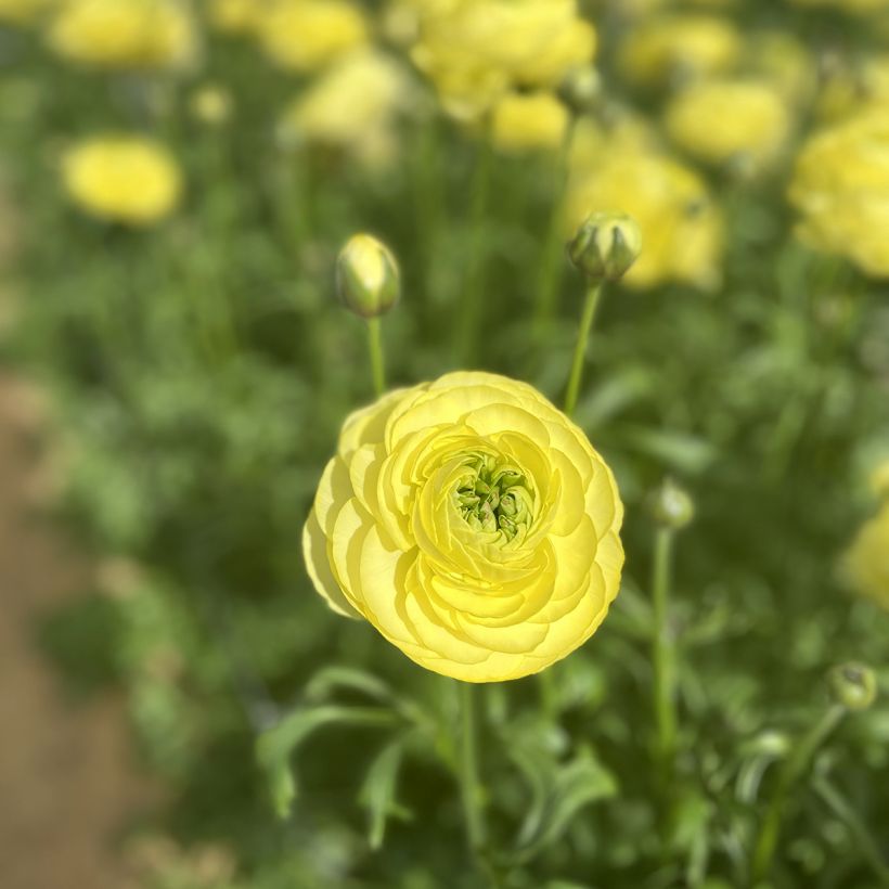 Ranunculus asiaticus Romance Quimper® - Persian buttercup (Flowering)