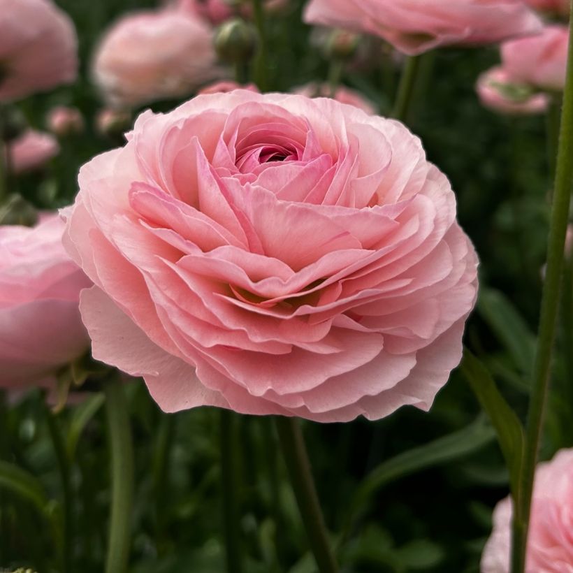 Ranunculus asiaticus Romance Seine® - Persian buttercup (Flowering)