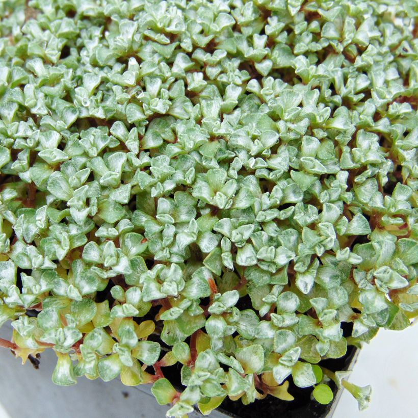 Raoulia australis - Vegetable Sheep (Foliage)