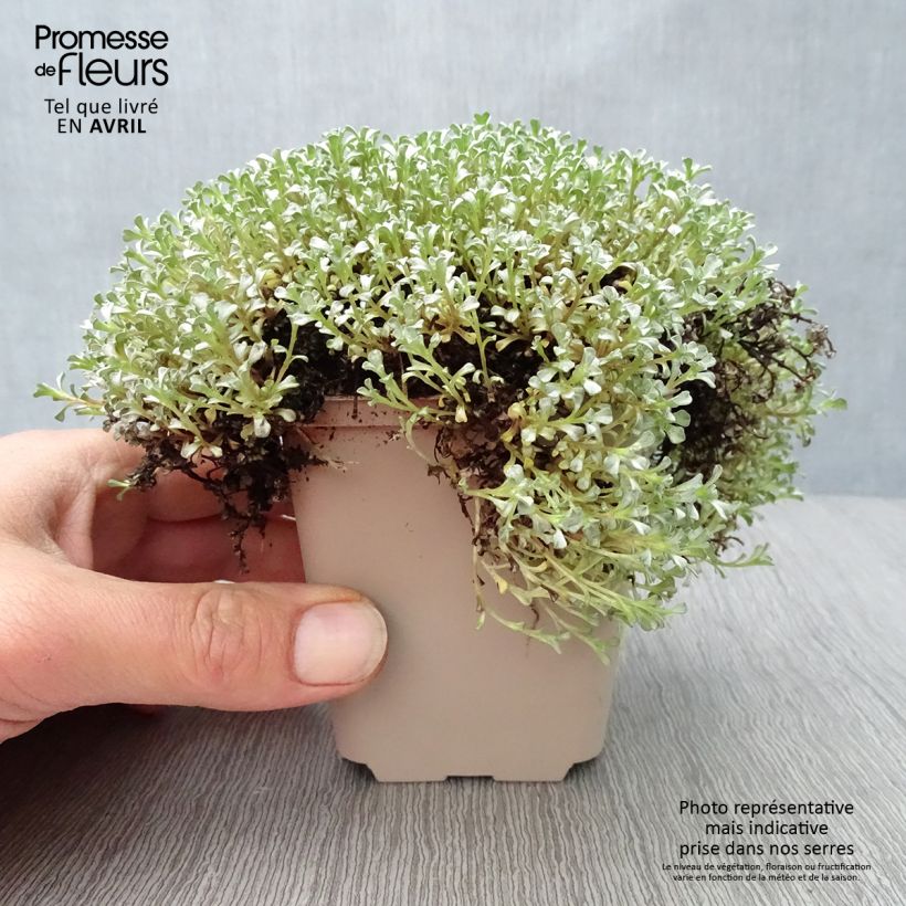 Raoulia australis - Vegetable Sheep 8/9 cm pot sample as delivered in spring