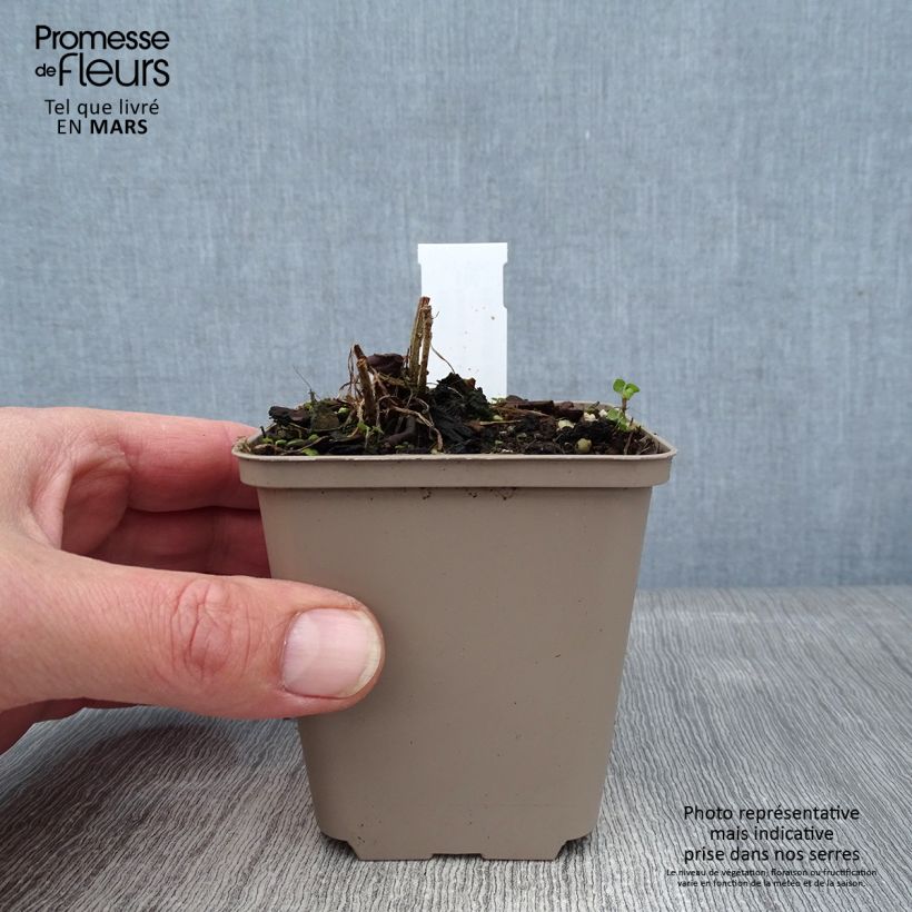 Ratibida columnifera Pulcherrima - Mexican Hat 8/9 cm pot sample as delivered in winter