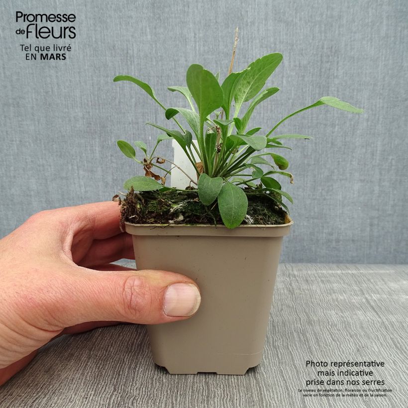 Ratibida columnifera Red Midget - Mexican Hat 8/9 cm pot sample as delivered in spring