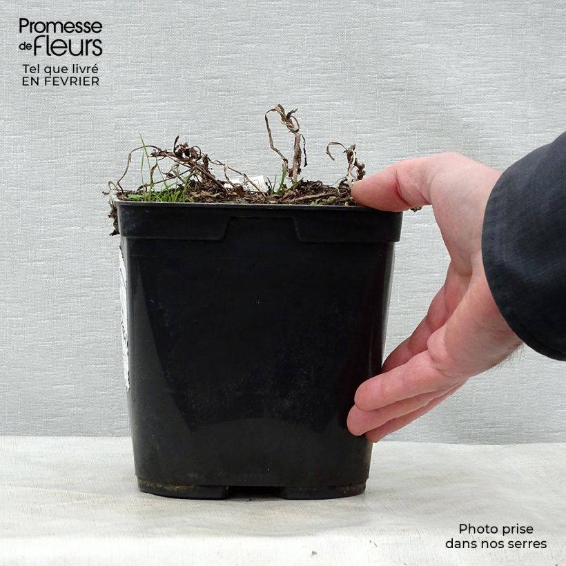 Rehmannia henryi 2L/3L pot sample as delivered in winter