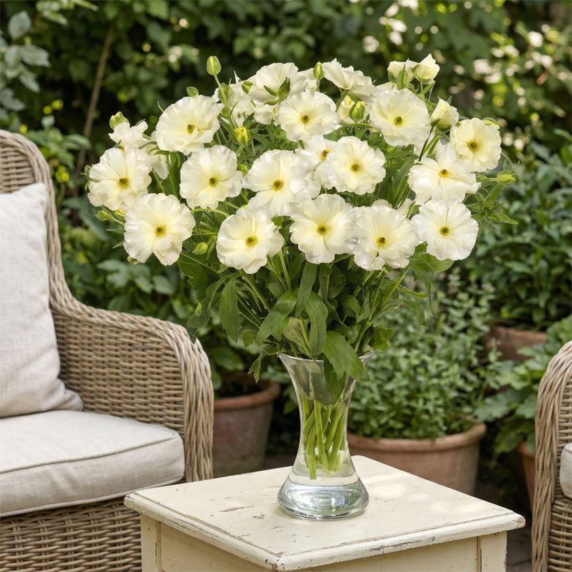 Ranunculus asiaticus Butterfly Graces® - Persian Buttercup (Plant habit)