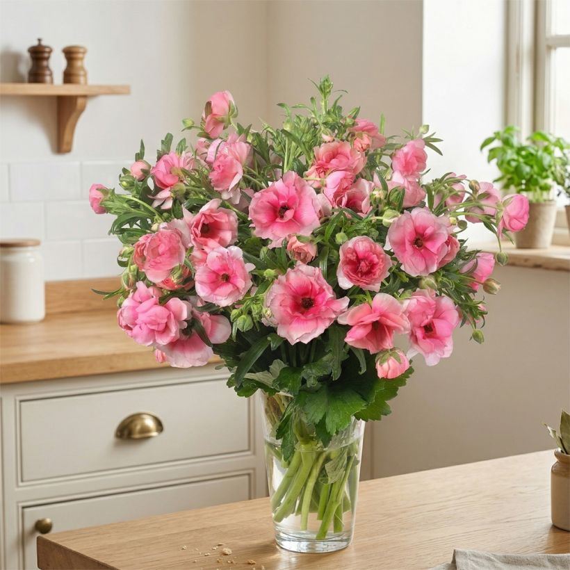 Ranunculus asiaticus Butterfly Hera® - Persian Buttercup (Plant habit)