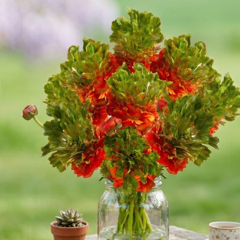 Ranunculus asiaticus Crown Nervion® - Persian buttercup (Plant habit)