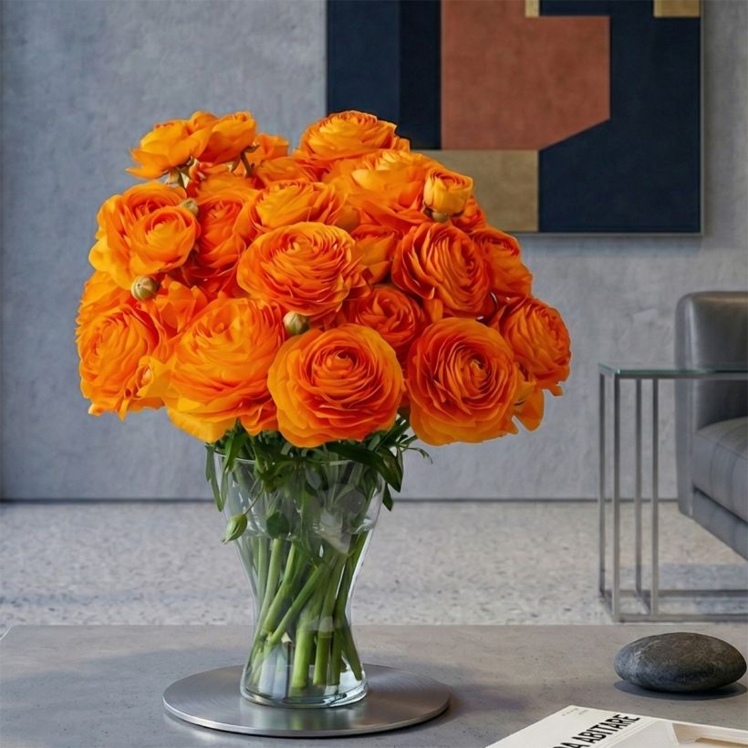 Ranunculus asiaticus Romance Digne® - Persian buttercup (Plant habit)