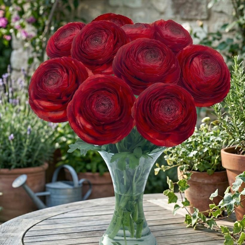 Ranunculus asiaticus Romance Get Lucky® - Persian buttercup (Plant habit)
