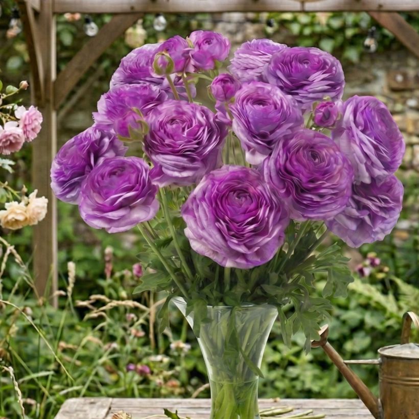 Ranunculus asiaticus Romance Loubeyres® - Persian buttercup (Plant habit)