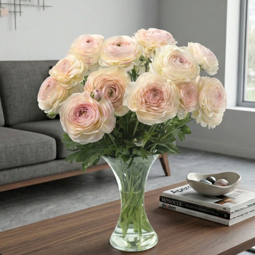 Ranunculus asiaticus Romance Maritime® - Persian buttercup (Plant habit)