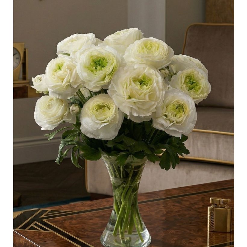Ranunculus asiaticus Romance Montenvers® - Persian buttercup (Plant habit)
