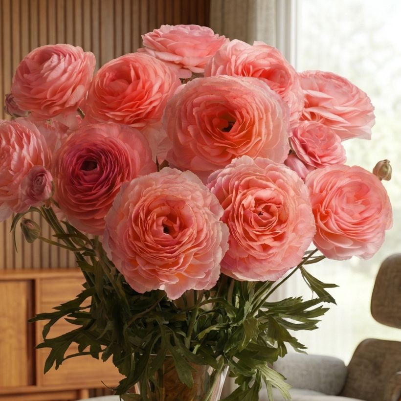 Ranunculus asiaticus Romance Nohant® - Persian buttercup (Plant habit)