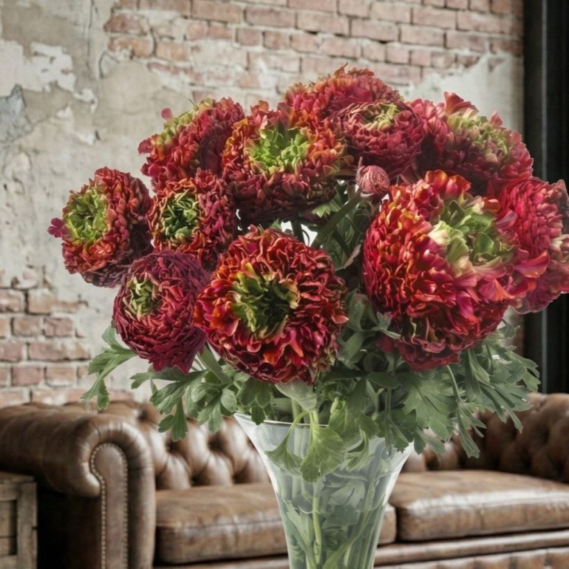 Ranunculus asiaticus Romance Odon® - Persian buttercup (Plant habit)