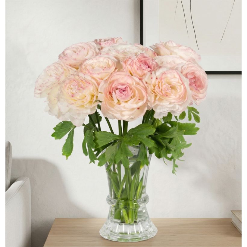 Ranunculus asiaticus Romance Orleans® - Persian buttercup (Plant habit)