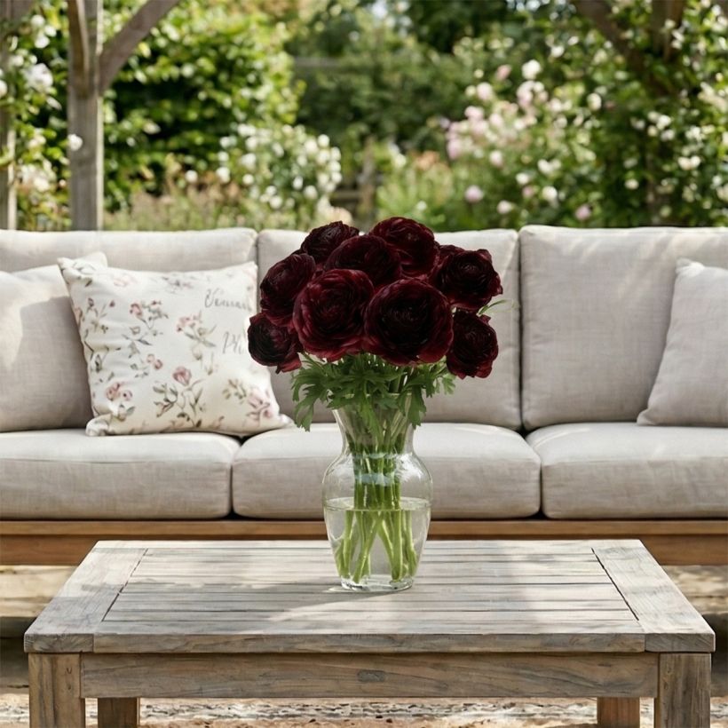 Ranunculus asiaticus Romance Perigord® - Persian buttercup (Plant habit)