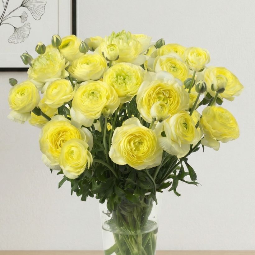 Ranunculus asiaticus Romance Quimper® - Persian buttercup (Plant habit)