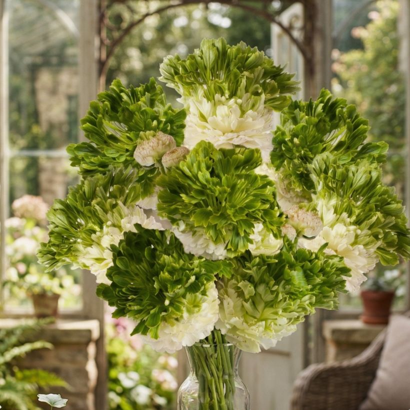 Ranunculus asiaticus Crown Giverny® - Persian buttercup (Plant habit)