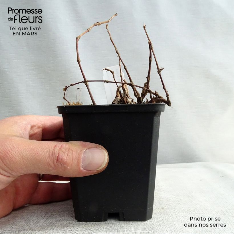 Persicaria Indian Summer - Knotweed 8/9 cm pot sample as delivered in winter