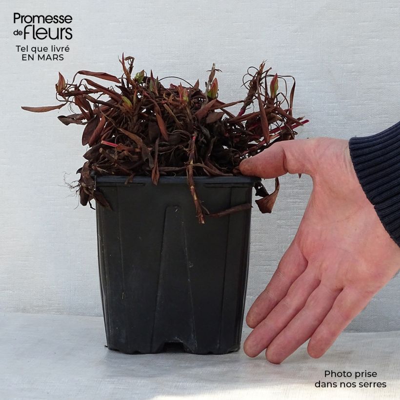 Persicaria affinis Darjeeling Red 2L/3L pot sample as delivered in spring