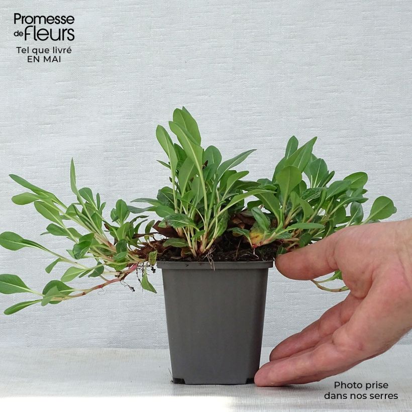 Persicaria affinis Darjeeling Red 8/9 cm pot sample as delivered in spring