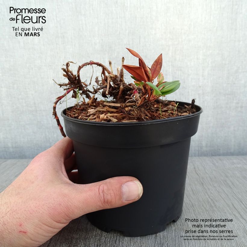 Persicaria affinis Donald Lowndes 2L/3L pot sample as delivered in winter