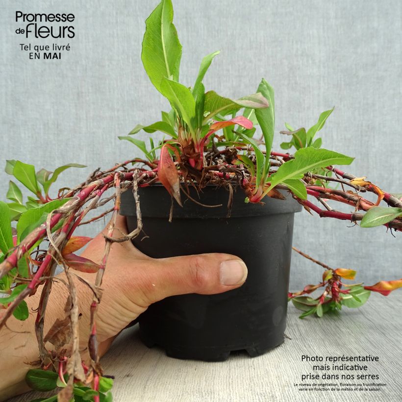 Persicaria affinis Donald Lowndes 2L/3L pot sample as delivered in spring