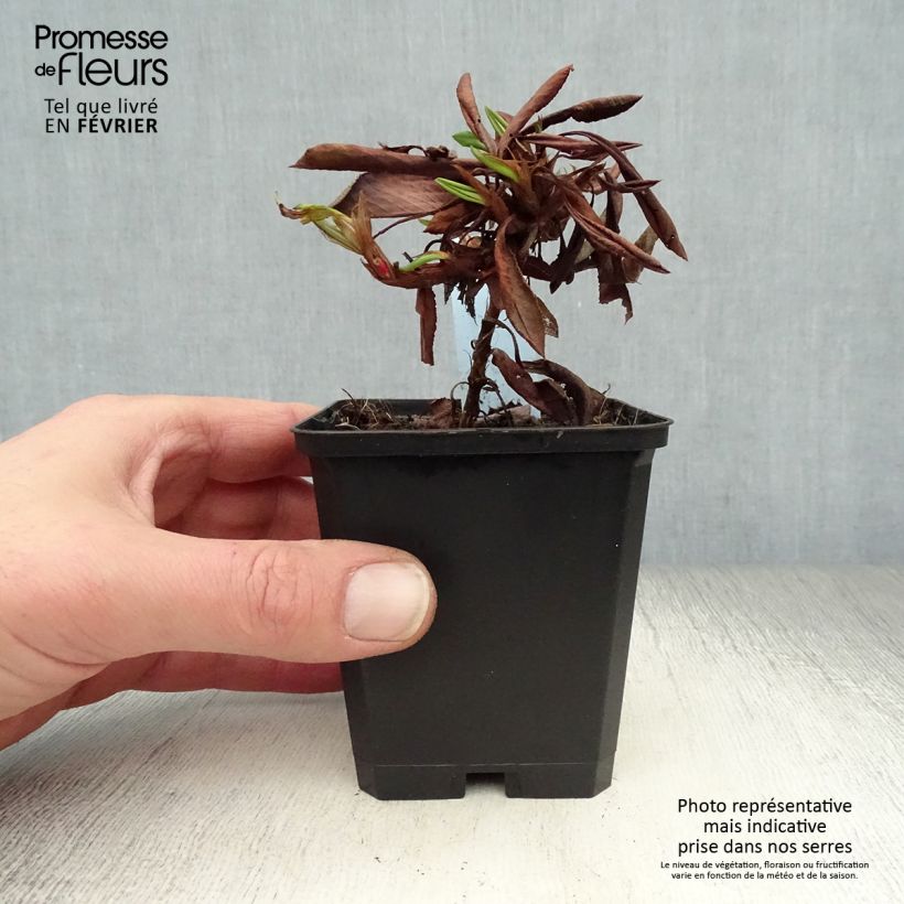 Persicaria affinis Kabouter 8/9 cm pot sample as delivered in winter