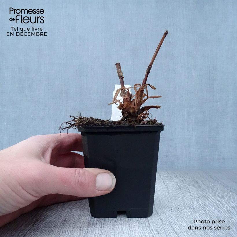 Persicaria amplexicaulis Blackfield - Mountain Fleece 8/9 cm pot sample as delivered in winter