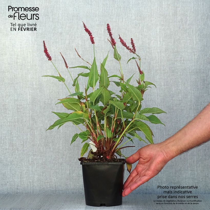 Persicaria amplexicaulis Blackfield - Mountain Fleece 2L/3L pot sample as delivered in autumn