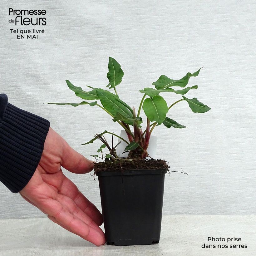 Persicaria amplexicaulis Blackfield - Mountain Fleece 8/9 cm pot sample as delivered in spring