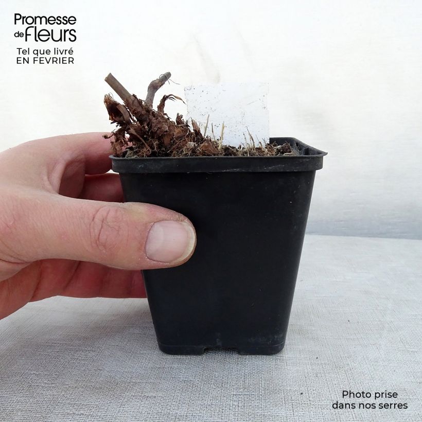 Persicaria amplexicaulis Dikke Floskes - Mountain Fleece 8/9 cm pot sample as delivered in winter