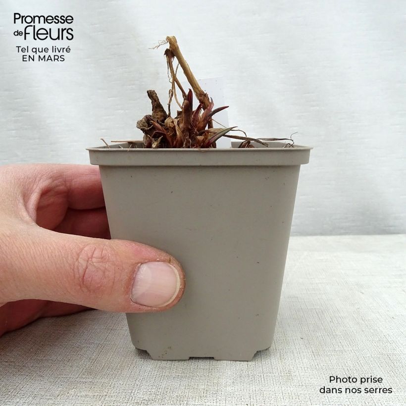 Persicaria amplexicaulis Inverleith - Mountain Fleece 8/9 cm pot sample as delivered in spring