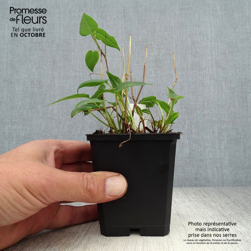 Persicaria amplexicaulis Inverleith - Mountain Fleece 8/9 cm pot sample as delivered in autumn