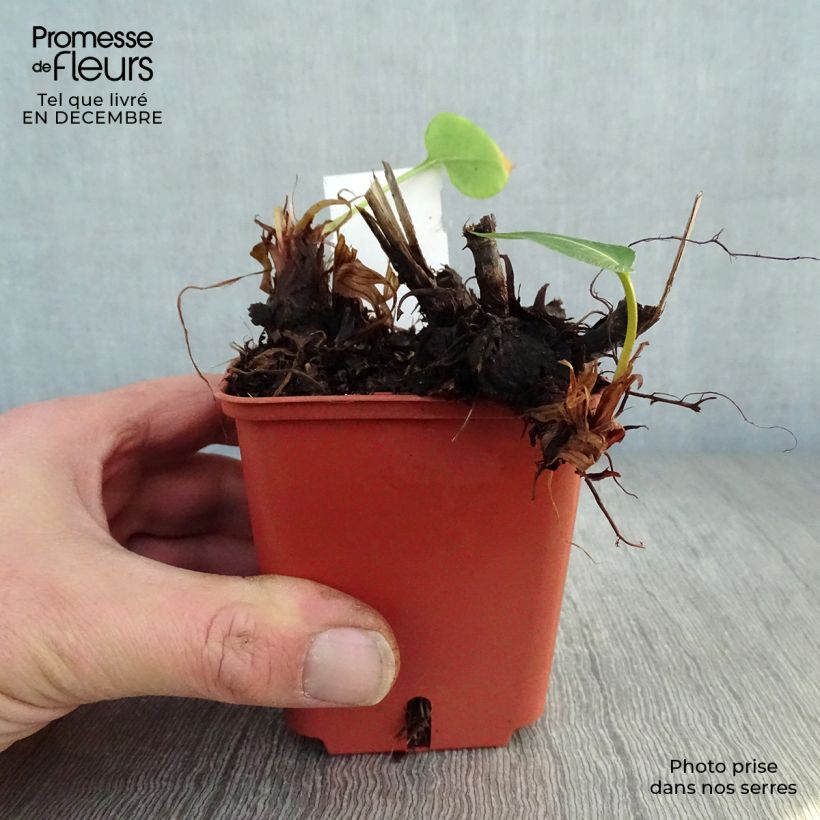 Persicaria amplexicaulis JS Caliente - Mountain Fleece 8/9 cm pot sample as delivered in winter