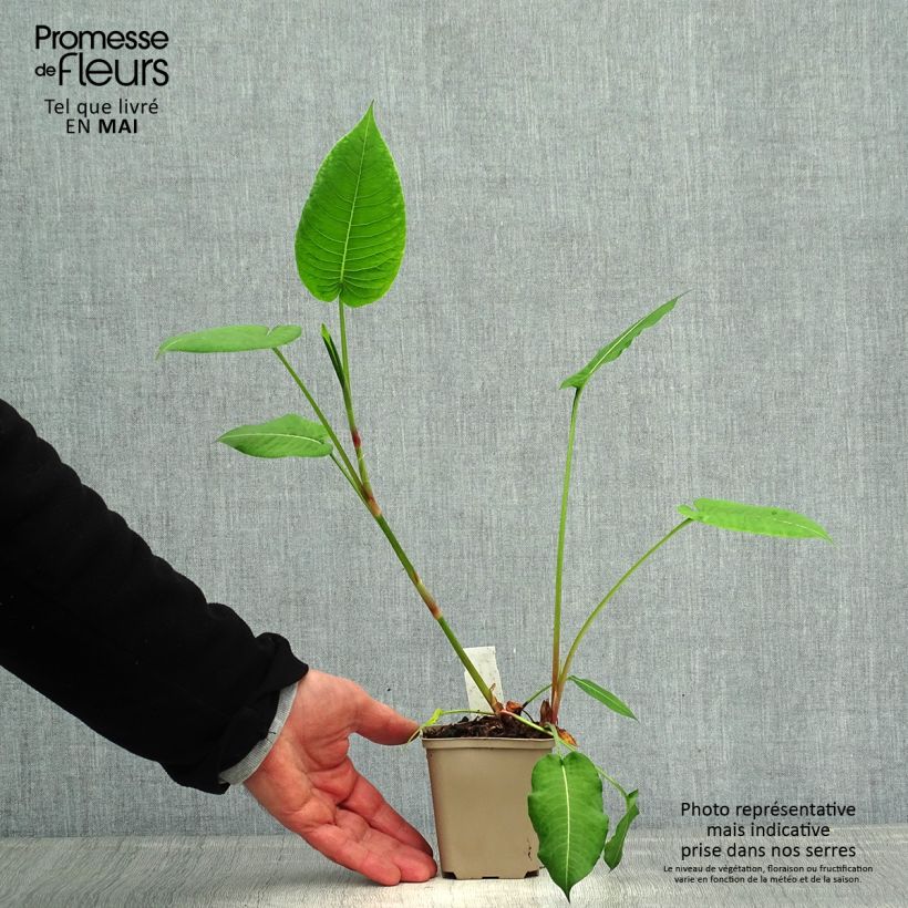 Persicaria amplexicaulis Jo and Guidos Form - Mountain Fleece 8/9 cm pot sample as delivered in spring