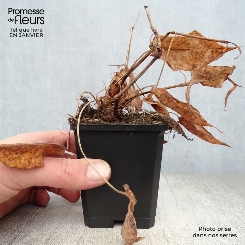 Persicaria amplexicaulis Orange Field - Mountain Fleece 7/8 cm pot sample as delivered in winter